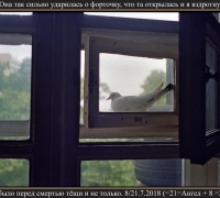 1789  Голубка 1.jpg