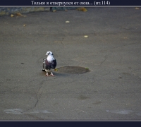 2361 Голубь.jpg