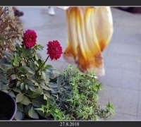 2502 Альп балЛада 2.jpg