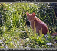 2544 Трудно быть Богом.jpg